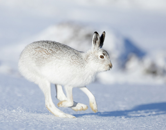 Mountain Hare Lepus timidus
