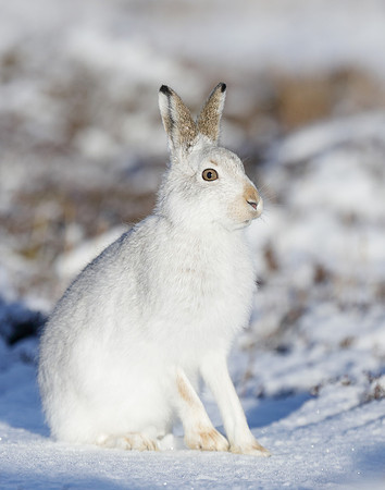 Mountain Hare Lepus timidus