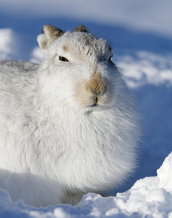 Mountain Hare Lepus timidus