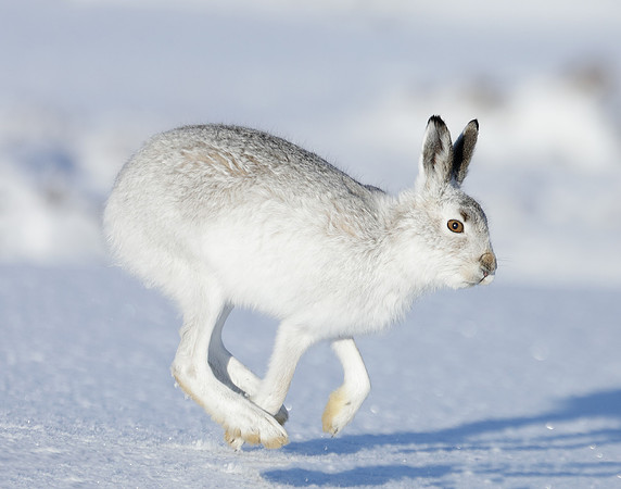 Mountain Hare Lepus timidus