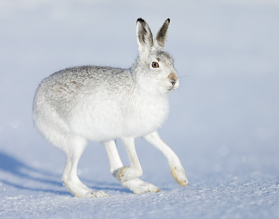 Mountain Hare Lepus timidus