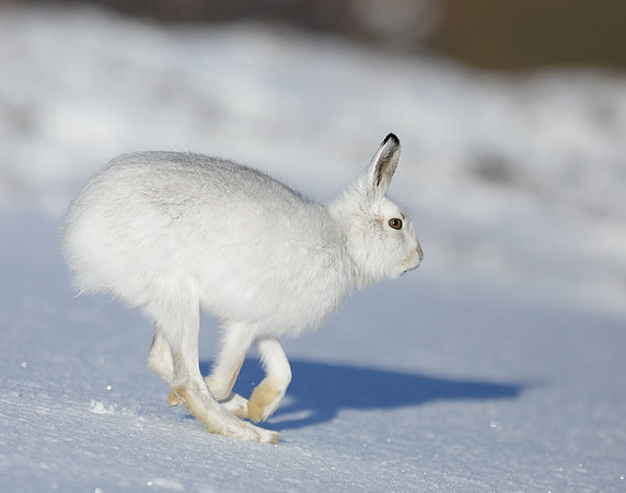Mountain Hare Lepus timidus