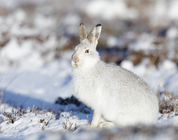 Mountain Hare Lepus timidus