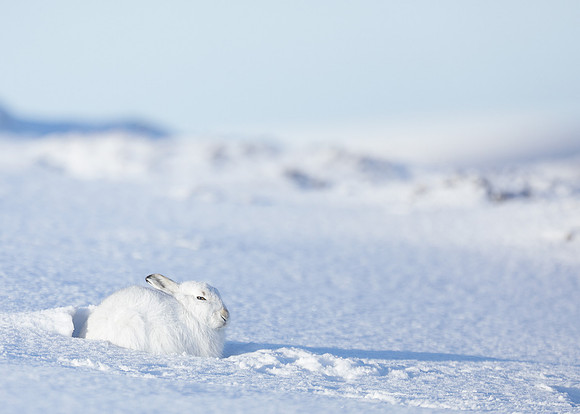 Mountain Hare Lepus timidus
