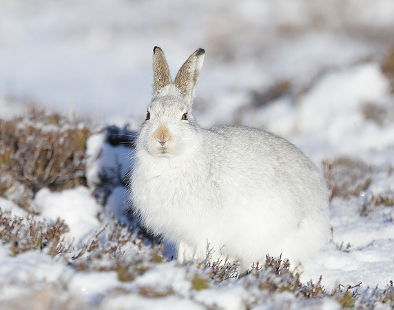 Mountain Hare Lepus timidus