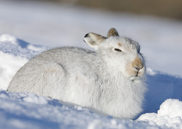 Mountain Hare Lepus timidus