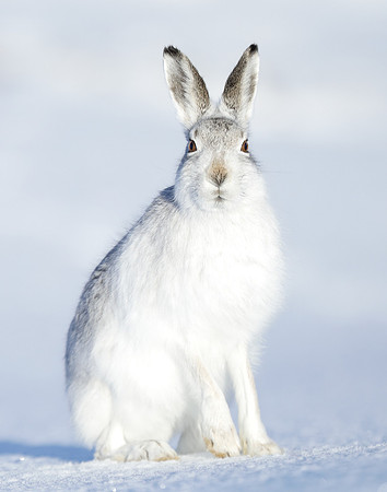 Mountain Hare Lepus timidus