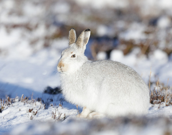 Mountain Hare Lepus timidus