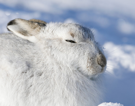 Mountain Hare Lepus timidus