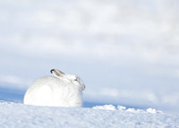 Mountain Hare Lepus timidus
