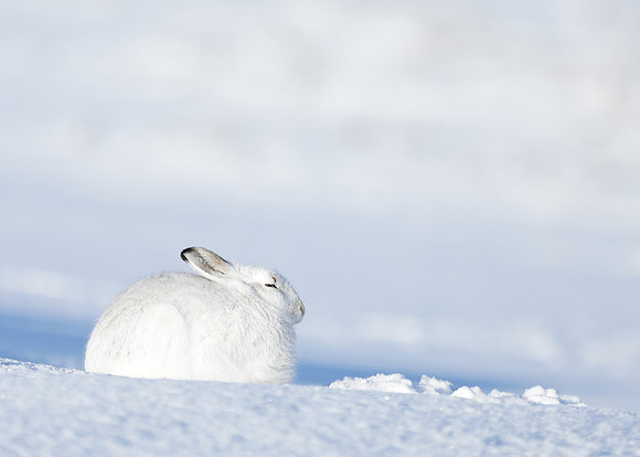 Mountain Hare Lepus timidus