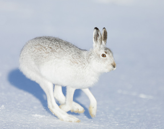 Mountain Hare Lepus timidus