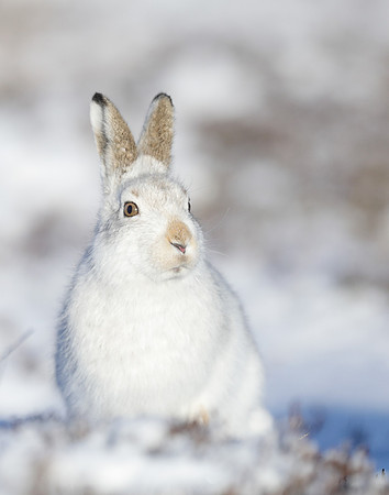 Mountain Hare Lepus timidus
