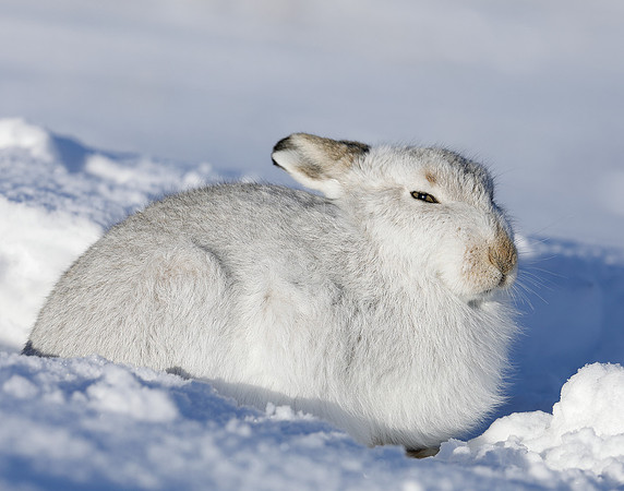 Mountain Hare Lepus timidus