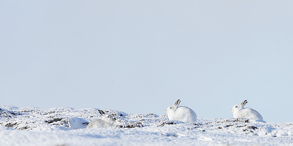 Mountain Hare Lepus timidus