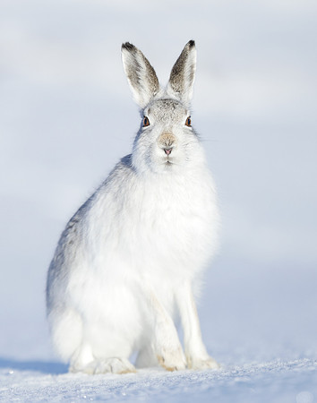Mountain Hare Lepus timidus
