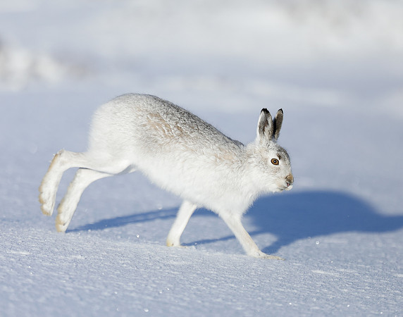 Mountain Hare Lepus timidus