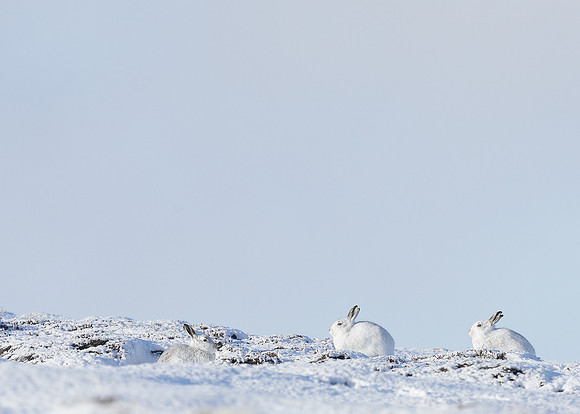Mountain Hare Lepus timidus