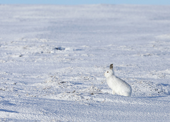 Mountain Hare Lepus timidus