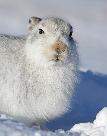 Mountain Hare Lepus timidus