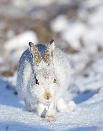 Mountain Hare Lepus timidus