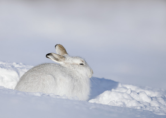 Mountain Hare Lepus timidus