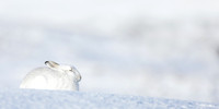 Mountain Hare Lepus timidus