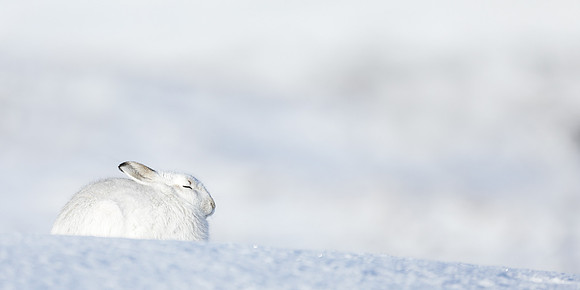 Mountain Hare Lepus timidus
