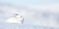 Mountain Hare Lepus timidus