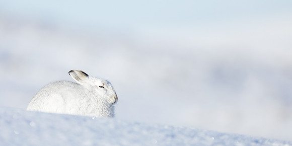 Mountain Hare Lepus timidus