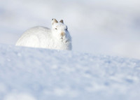 Mountain Hare Lepus timidus