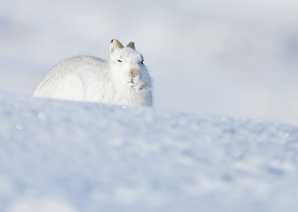 Mountain Hare Lepus timidus