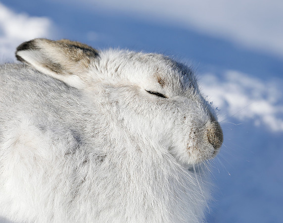 Mountain Hare Lepus timidus