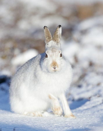 Mountain Hare Lepus timidus