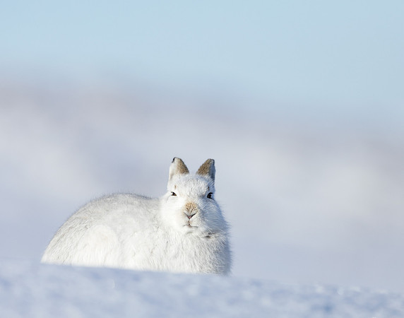 Mountain Hare Lepus timidus