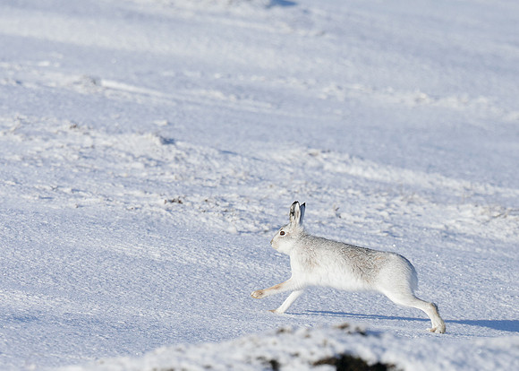 Mountain Hare Lepus timidus