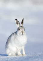 Mountain Hare Lepus timidus