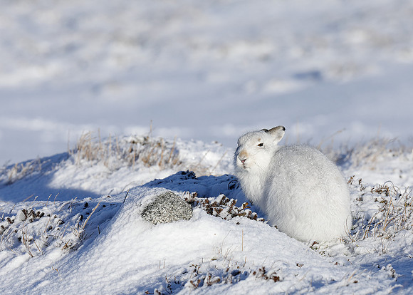 Mountain Hare Lepus timidus