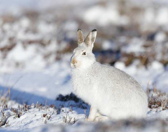 Mountain Hare Lepus timidus