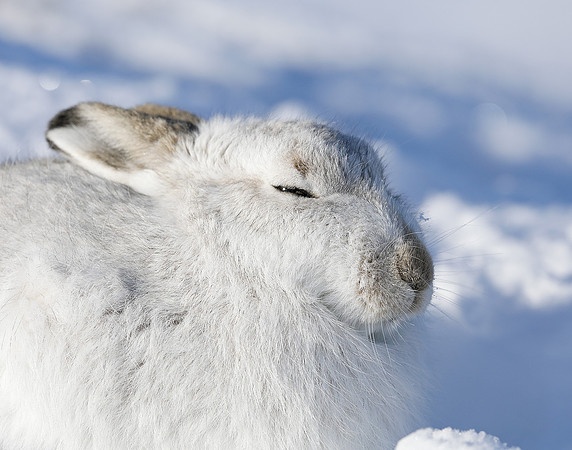 Mountain Hare Lepus timidus