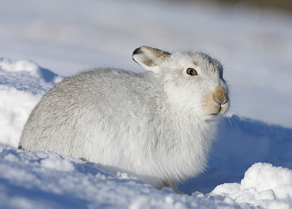 Mountain Hare Lepus timidus
