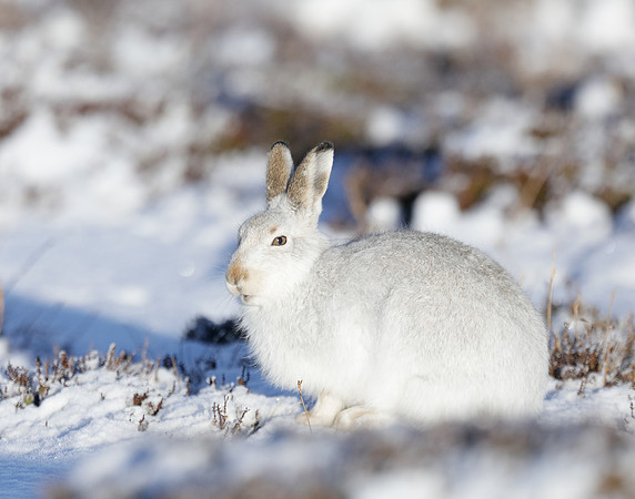 Mountain Hare Lepus timidus