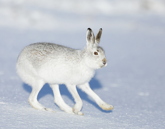 Mountain Hare Lepus timidus