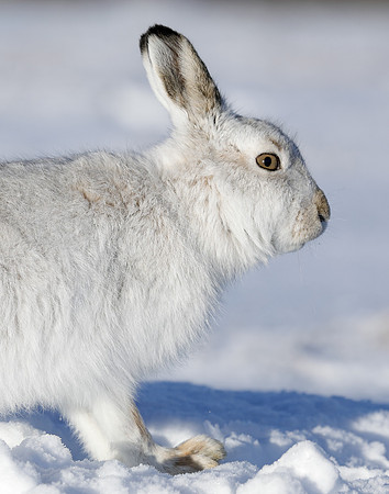 Mountain Hare Lepus timidus
