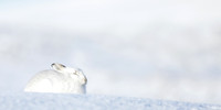 Mountain Hare Lepus timidus