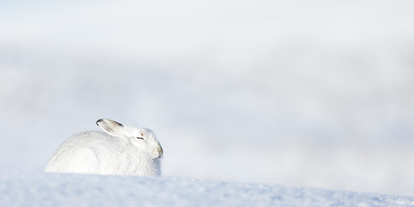 Mountain Hare Lepus timidus
