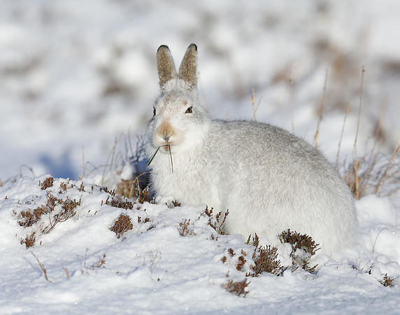 Mountain Hare Lepus timidus