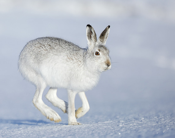 Mountain Hare Lepus timidus