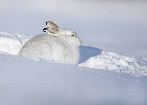 Mountain Hare Lepus timidus