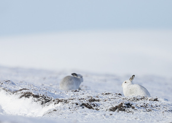 Mountain Hare Lepus timidus